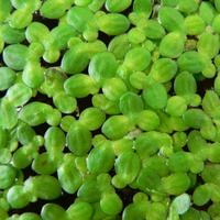 Lemna Minor - Lenticchia d'acqua