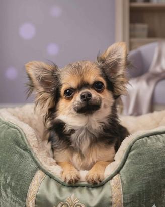 Chihuahua pelo lungo femminuccia mini