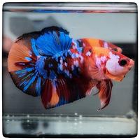 Betta Plakat Koi Multicolor - Maschio selezionato