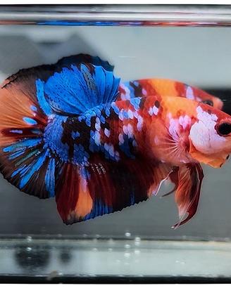 Betta Plakat Koi Multicolor - Maschio selezionato