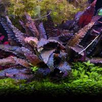 Cryptocoryne wendtii 'Brown'
