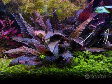 Cryptocoryne wendtii 'Brown'