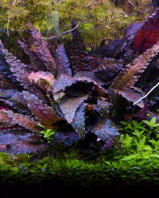 Cryptocoryne wendtii 'Brown'