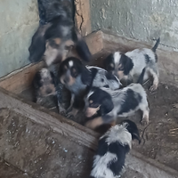 Cuccioli segugi Francesi
