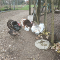 Tacchino leggero nostrano