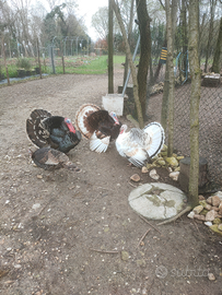 Tacchino leggero nostrano