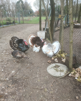 Tacchino leggero nostrano