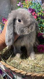 Cuccioli coniglio ariete nano e minilop