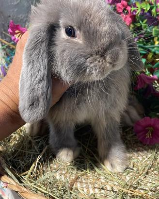 Cuccioli coniglio ariete nano e minilop
