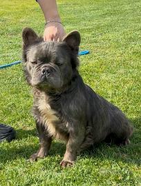 Stallone Blue Brindle Fluffy