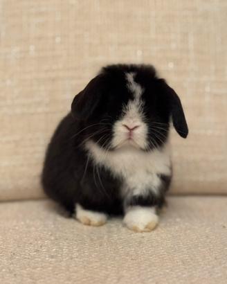 Conigli minilop VACCINATI con libretto