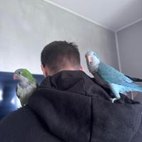 Parrocchetto monaco blu malva