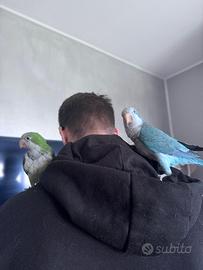 Parrocchetto monaco blu malva