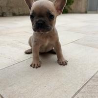 Bulldog Francese esotica taglia toy
