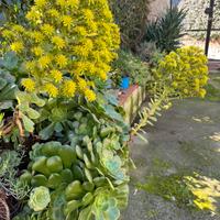 Pianta grassa Aeonium arboreum( o rosa irlandese)