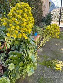 Pianta grassa Aeonium arboreum( o rosa irlandese)