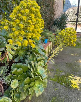 Pianta grassa Aeonium arboreum( o rosa irlandese)