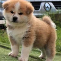 Cucciola Akita inu