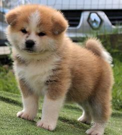 Cucciola Akita inu