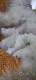 Cuccioli di razza Bolognese