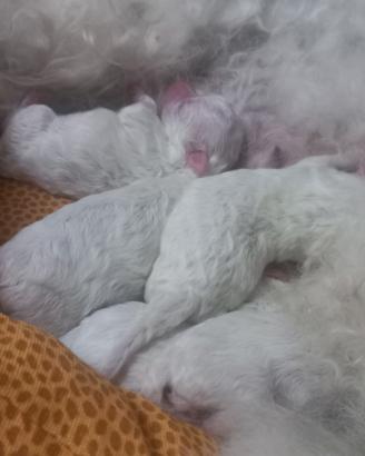 Cuccioli di razza Bolognese