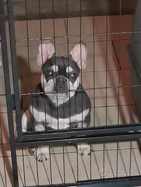 bull dog francese esotico 