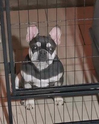 bull dog francese esotico 
