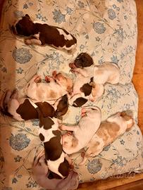 Cuccioli di Bracco Italiano con pedigree - Provinc