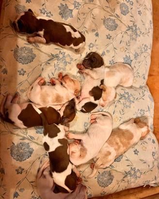 Cuccioli di Bracco Italiano con pedigree - Provinc