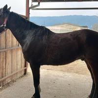Cavallo