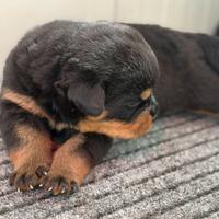 Cuccioli Rottweiler