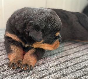 Cuccioli Rottweiler