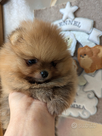 Cuccioli di Pomerania con pedigree enci