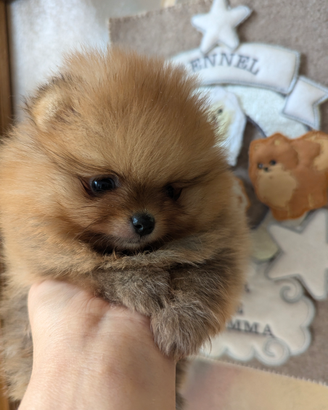 Cuccioli di Pomerania con pedigree enci