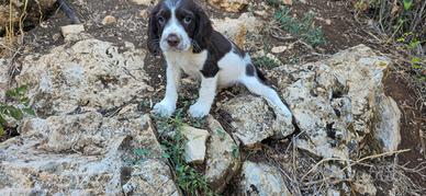 Springer spanoel