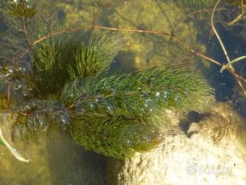 pianta ossigenante acquario e laghetto 