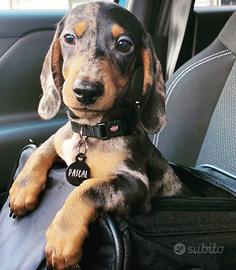 Bassotto Kaninchen Arlecchino Accoppiamento