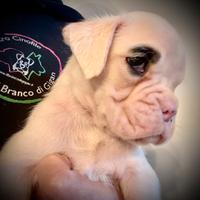 Cuccioli di Boxer bianco