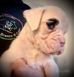 Cuccioli di Boxer bianco
