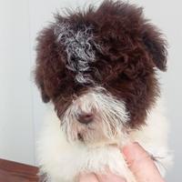 Lagotto Romagnolo