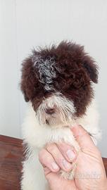 Lagotto Romagnolo