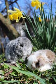 Minilop coniglio nano