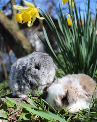 Minilop coniglio nano