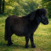 Mini pony