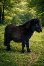 Mini pony