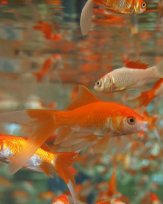 Pesci rossi solo ingrosso