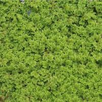 Azolla filiculoides