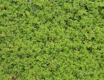 Azolla filiculoides