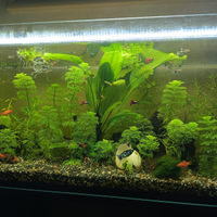 Guppy , Platy , lumache e Piante