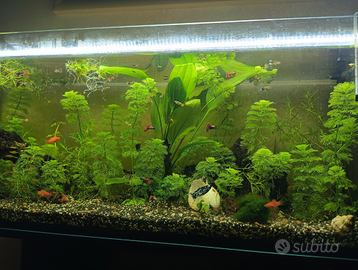 Guppy , Platy , lumache e Piante